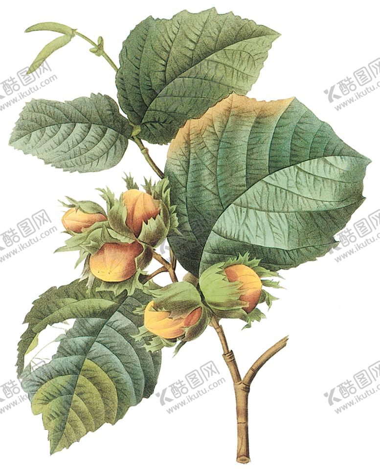 编号：76268609130747455340【酷图网】源文件下载-植物花卉油画装饰画