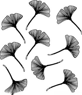 黑白简约线条植物绘画