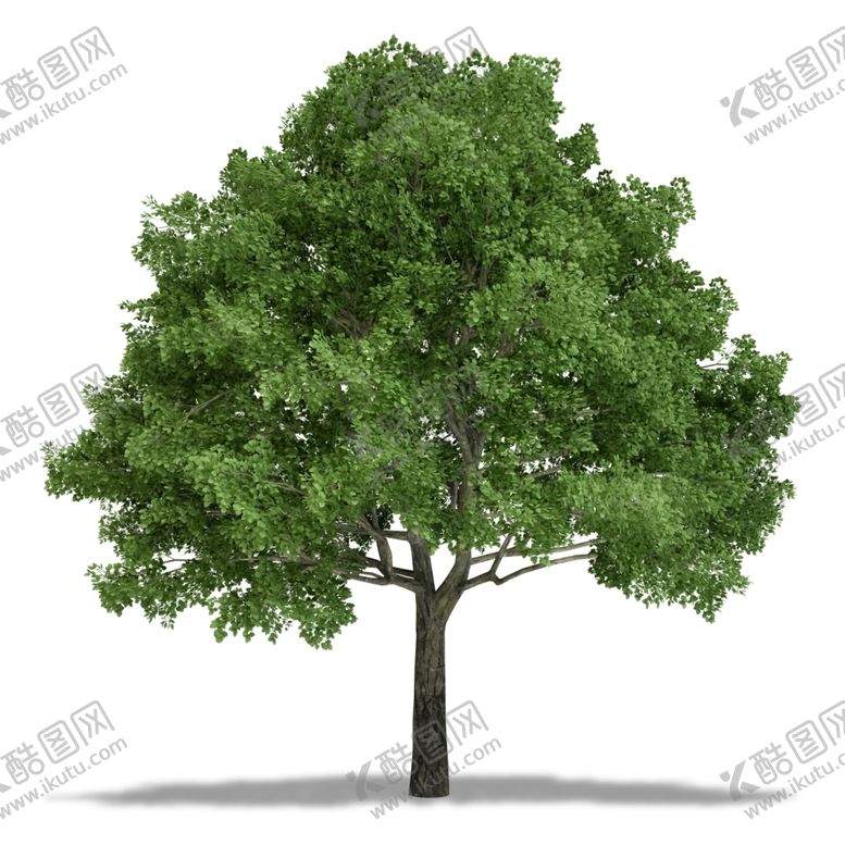 编号：31881010140859288593【酷图网】源文件下载-树木