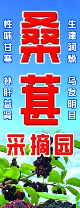 桑葚采摘园