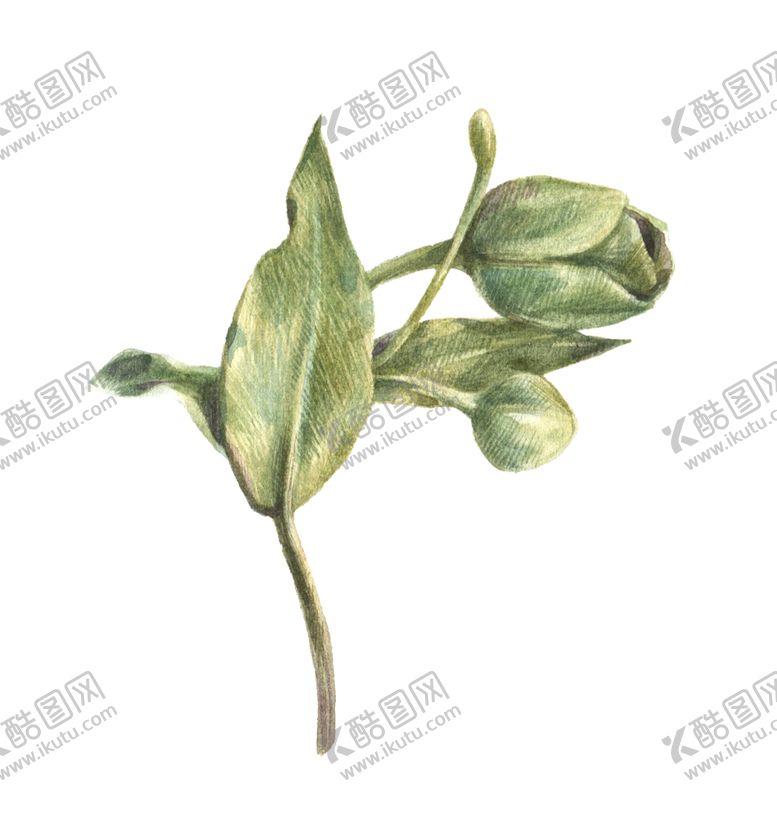 编号：48330807040041575719【酷图网】源文件下载-叶子