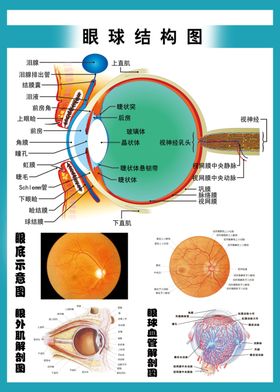 眼睛眼球泪滴卡通人物形象矢量图