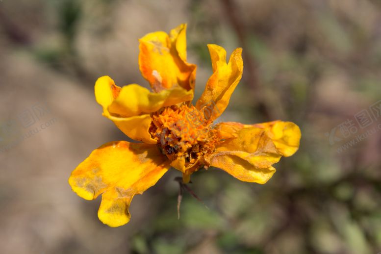 编号：74631709201907533883【酷图网】源文件下载-孔雀草