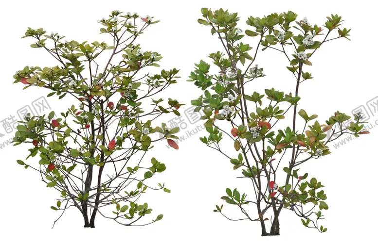 编号：69525305021537291544【酷图网】源文件下载-免扣植物素材图片