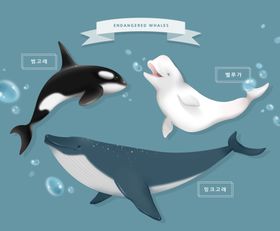 鲸鱼