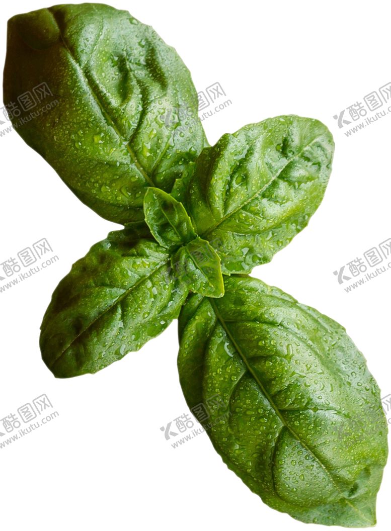 编号：23591010181945248542【酷图网】源文件下载-薄荷叶