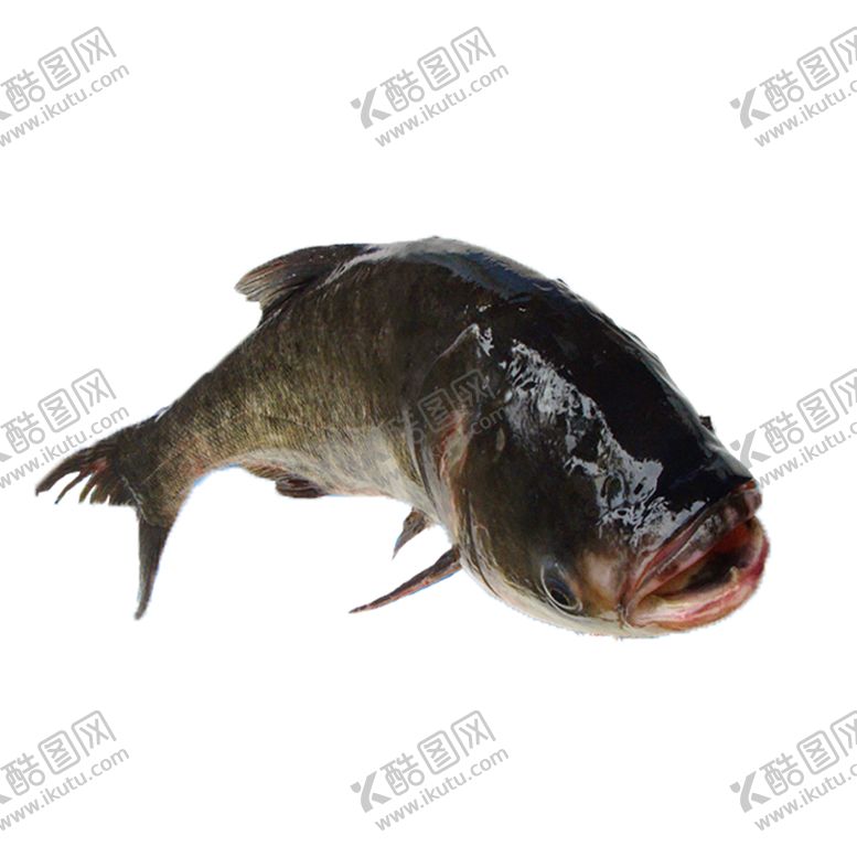 编号：29412003101108067654【酷图网】源文件下载-活鱼