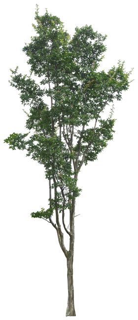 园林植物