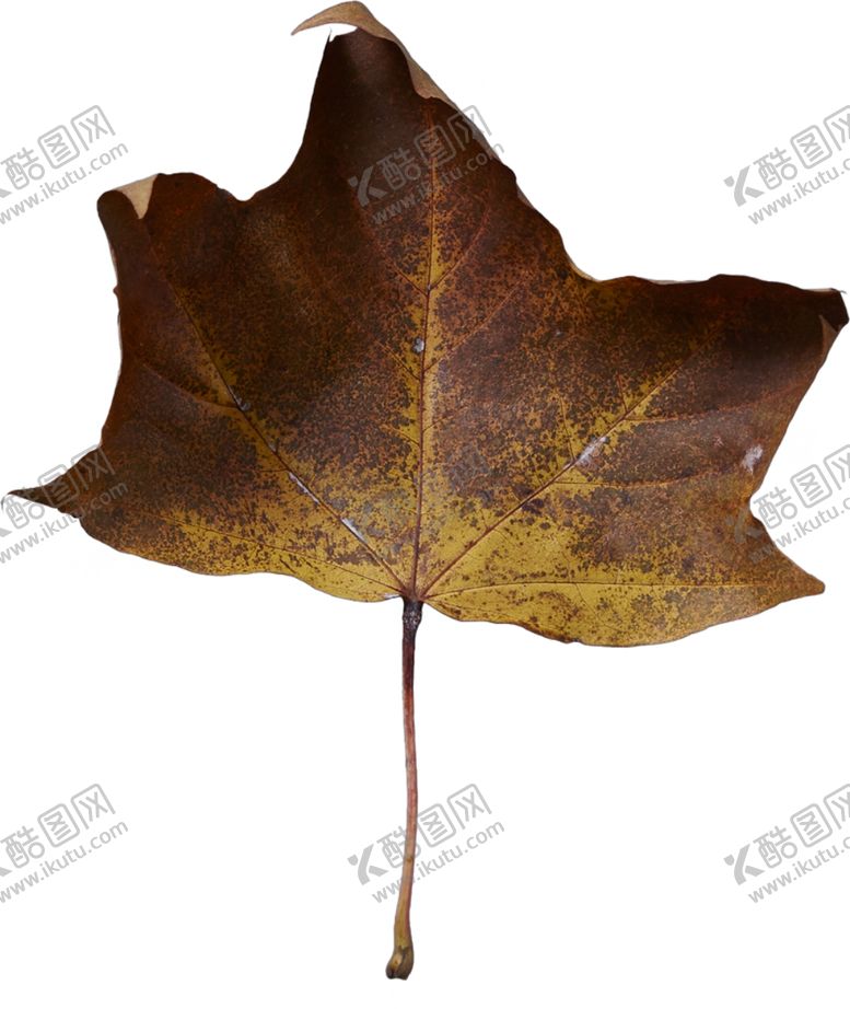 编号：54868110050104061455【酷图网】源文件下载-树叶