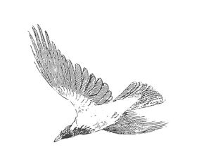 鸟类鸭子素材绘画