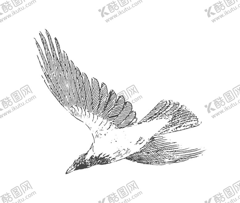 编号：31731907090754541693【酷图网】源文件下载-鸟类鸭子素材绘画