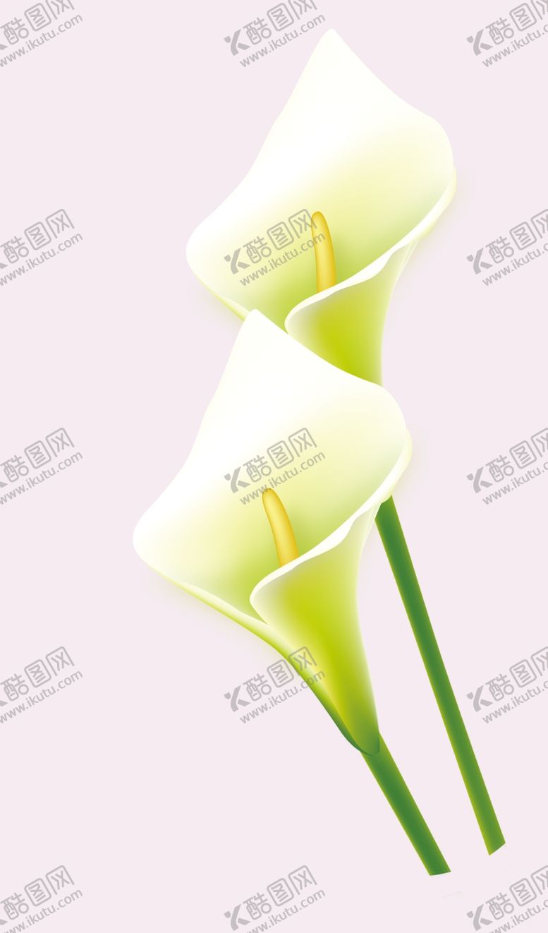编号：66536710241938392397【酷图网】源文件下载-百合花
