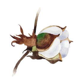 棉花壳