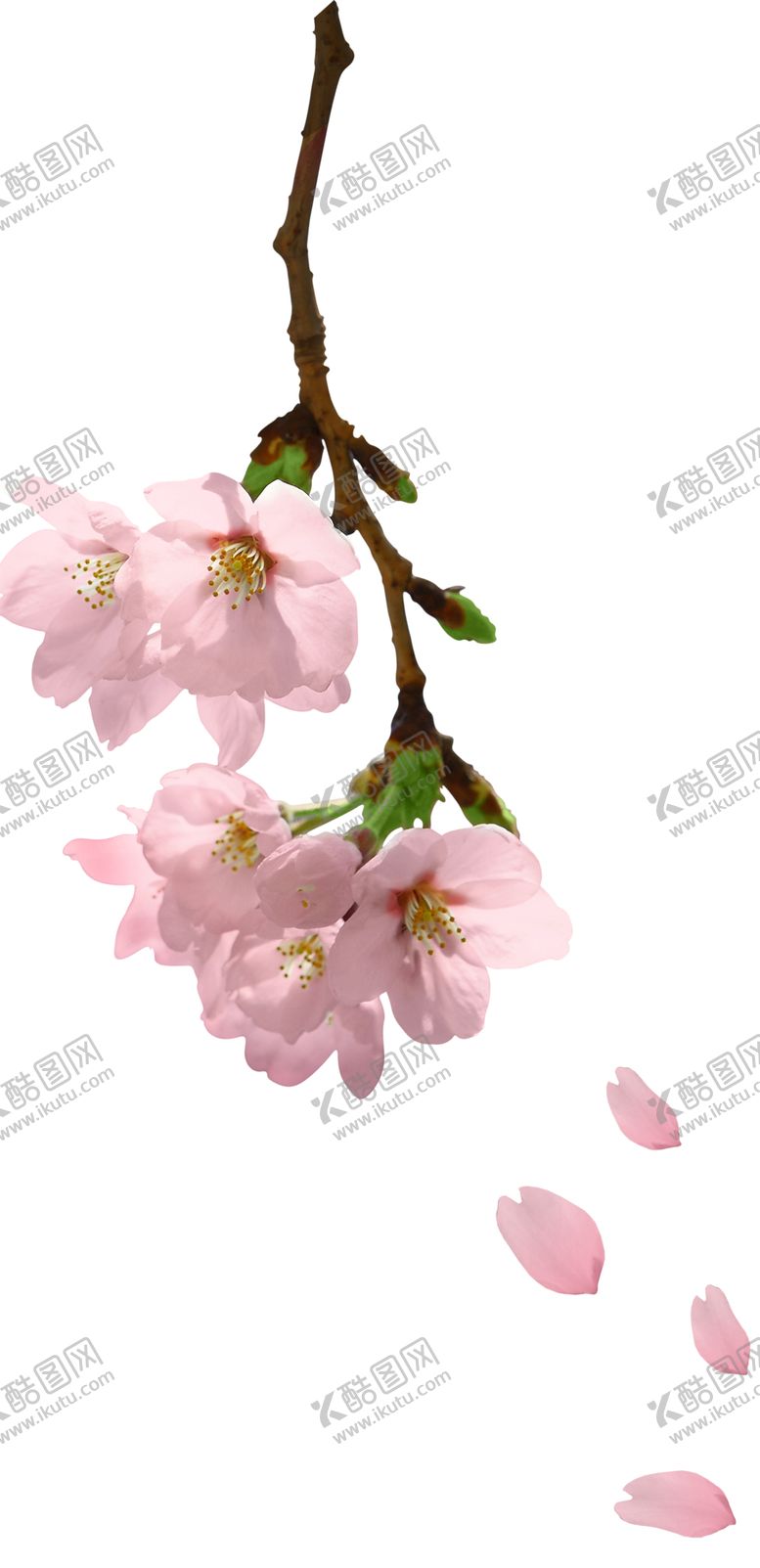 编号：99864406250221131446【酷图网】源文件下载-手绘植物花卉