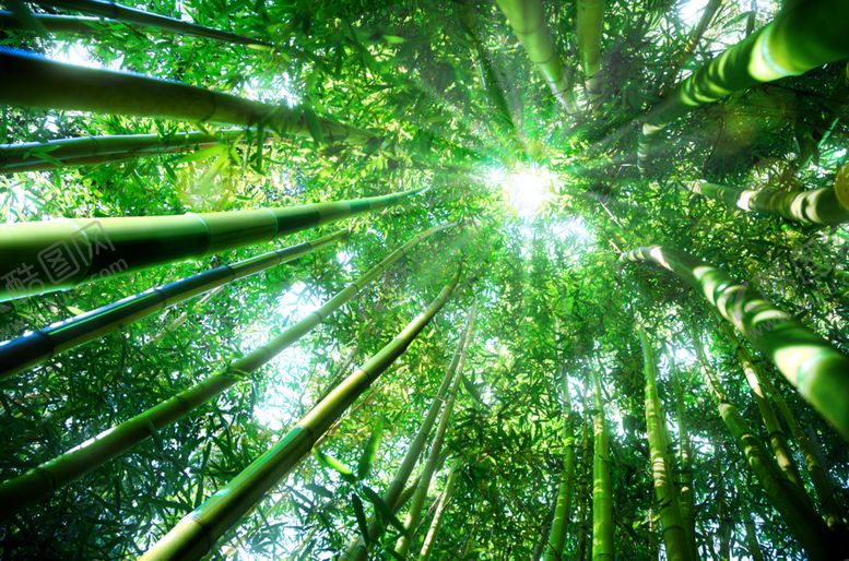 编号：80866309141934042987【酷图网】源文件下载-竹子