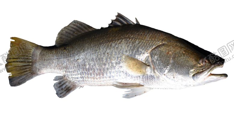 编号：37964309120906006202【酷图网】源文件下载-鱼素材