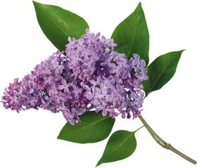 丁香花