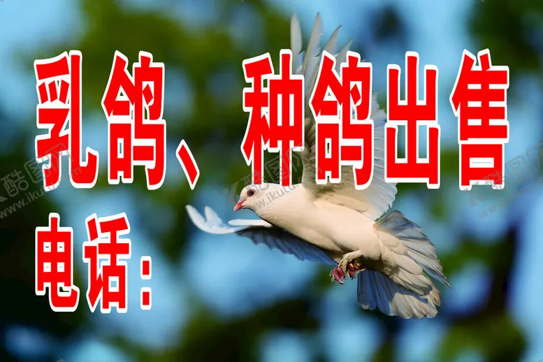 编号：65882402211527298942【酷图网】源文件下载-乳鸽出售