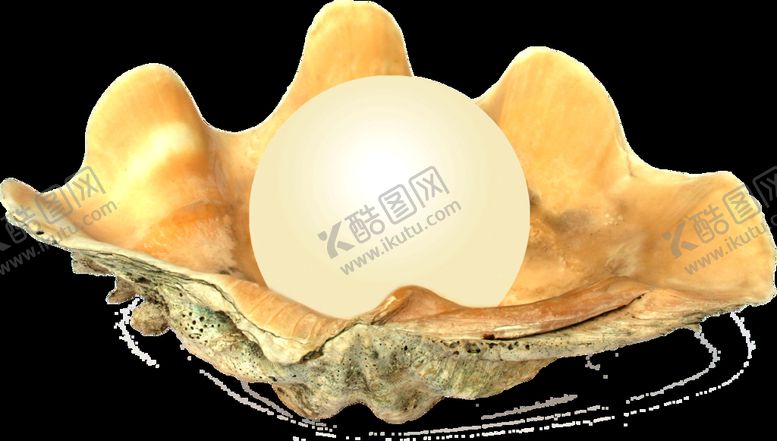 编号：49212411040852491467【酷图网】源文件下载-贝壳 扇贝 海扇蛤 蛤蜊 花蛤