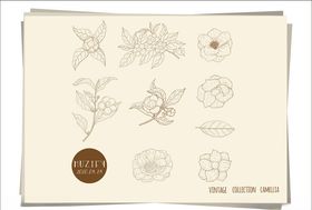 茶花手绘稿