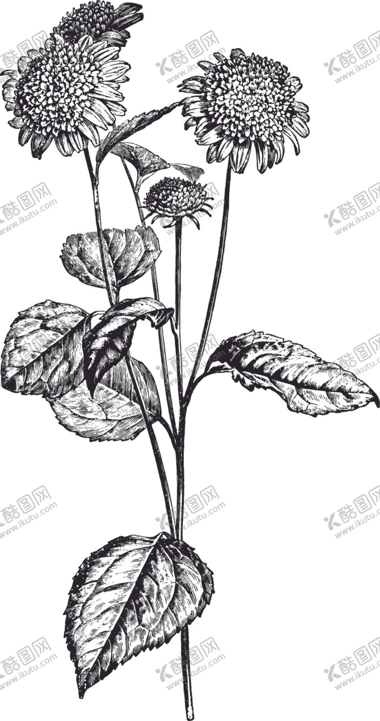 编号：39976010142218313048【酷图网】源文件下载-线描植物