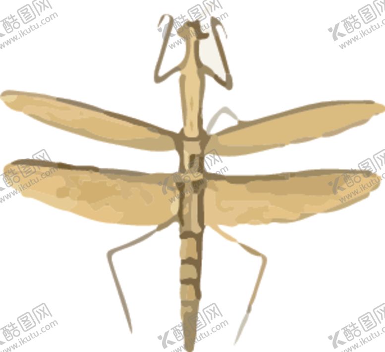 编号：68377507130710345187【酷图网】源文件下载-竹节虫昆虫插画