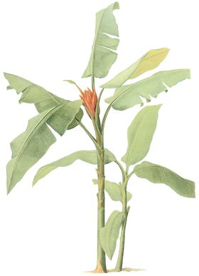植物花卉油画装饰画