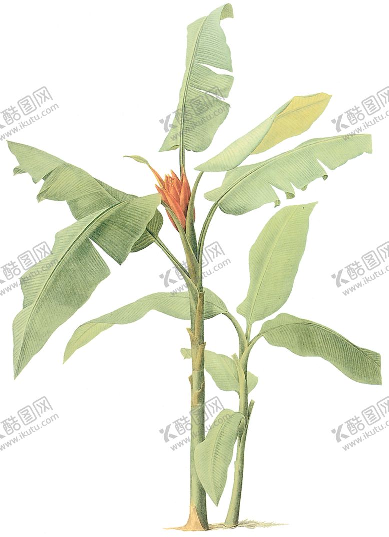 编号：98006410020053528654【酷图网】源文件下载-植物花卉油画装饰画