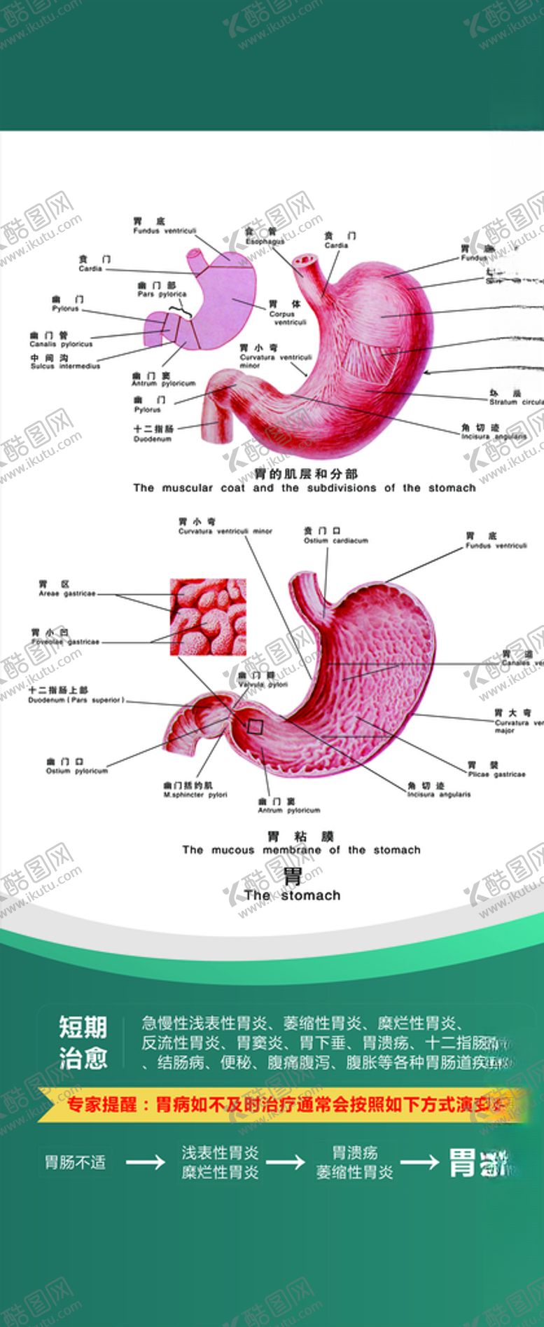编号：14210410100950188651【酷图网】源文件下载-肠道