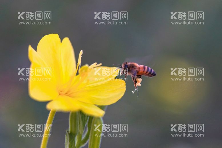 编号：46541512230748251303【酷图网】源文件下载-蜜蜂