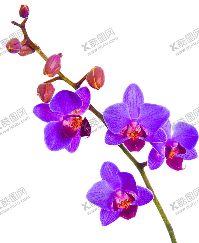 编号：88688406172303269761【酷图网】源文件下载-花素材