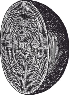 素描手绘蔬菜