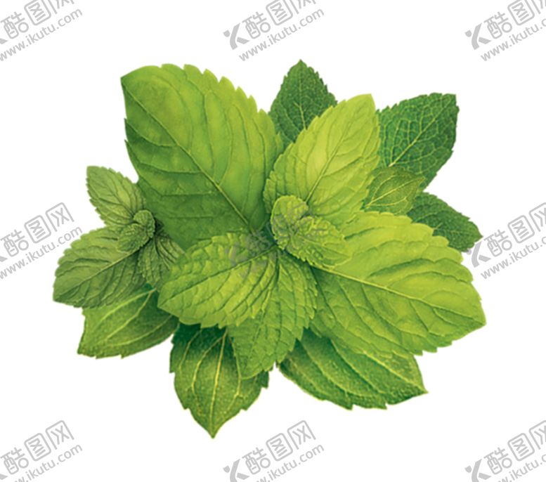 编号：18705607060836445604【酷图网】源文件下载-薄荷