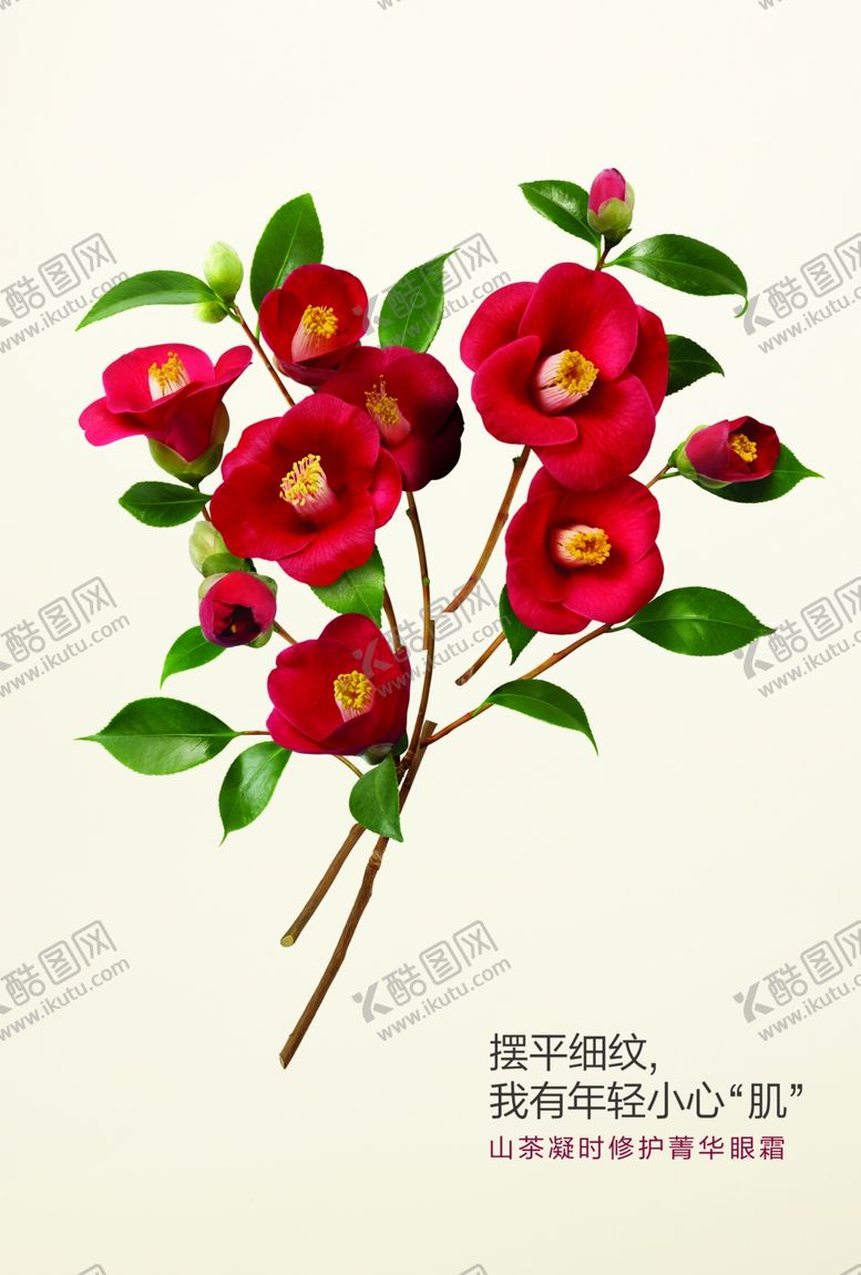 编号：56894609300020507518【酷图网】源文件下载-山茶花素材