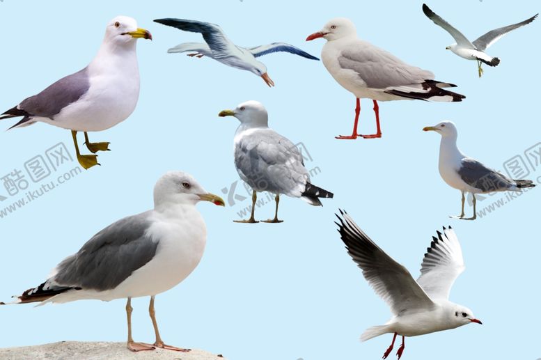 编号：26369809281850267862【酷图网】源文件下载-海鸥