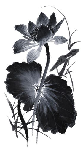 中国风荷叶荷花绘画