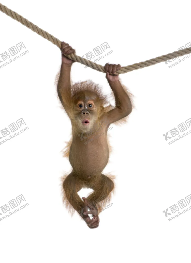 编号：23671204091630547836【酷图网】源文件下载-猴子