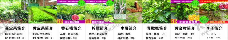 编号：30766405022020167440【酷图网】源文件下载-植物简介