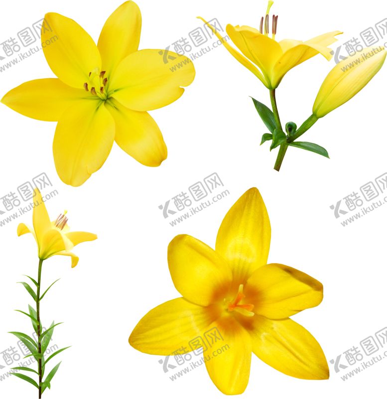 编号：62077907010901235842【酷图网】源文件下载-鲜花素材