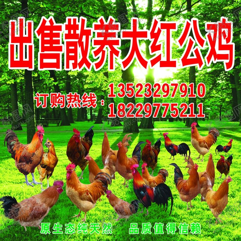 编号：47581009141954538119【酷图网】源文件下载-散养大公鸡