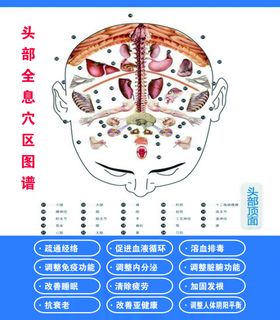 脑部全息组图