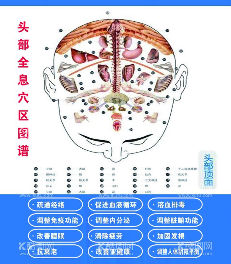 编号：78814703181801484999【酷图网】源文件下载-脑部全息组图