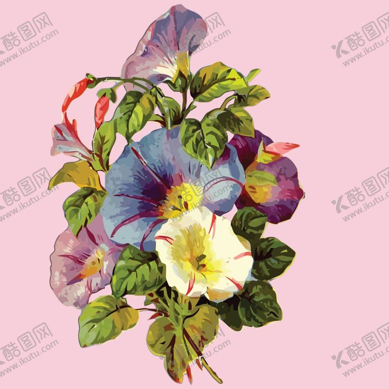 编号：33382901170152482418【酷图网】源文件下载-喇叭花牵牛花