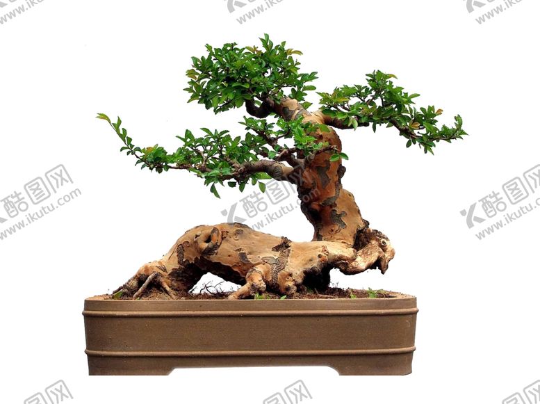 编号：93057909280002039176【酷图网】源文件下载-盆景