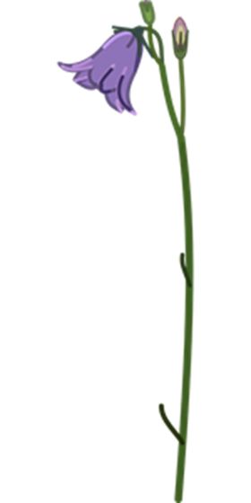 风铃草