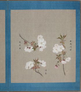 樱花