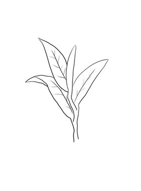 茶叶乌龙黄树