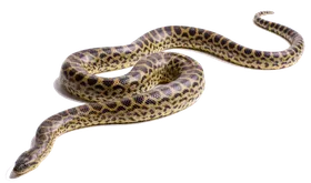 蟒蛇