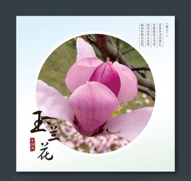 玉兰花