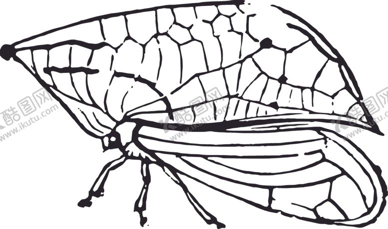 编号：90447409191032208921【酷图网】源文件下载-自然昆虫蝴蝶标本插画